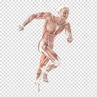 Human Body Muscle Homo Sapiens Organ Muscular System Others