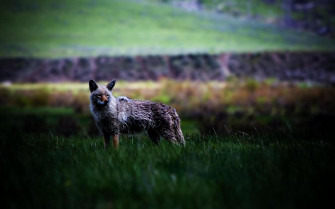 Animal Coyote Wallpaper