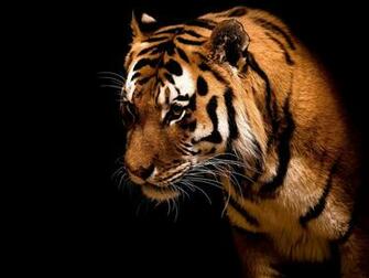 Animated Desktop Wallpaper 3d Background