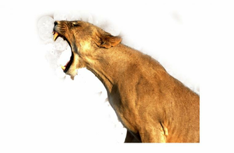 Lion Png Image Roaring Transparen Image Pngio