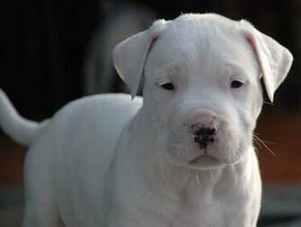 Dogo Argentino Wallpaper HD