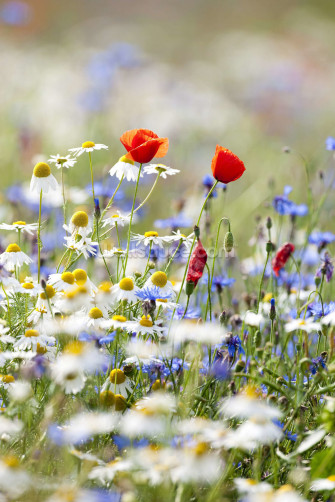 Wildflower Wallpaper