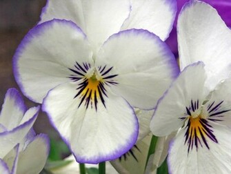 Pansy Flower Wallpaper