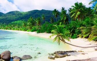 Pics Photos Tropical Christmas Wallpaper