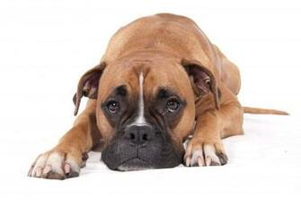 Boxer Dog Wallpaper