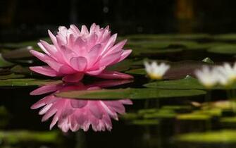 Water Lily Wallpaper