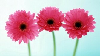 Flowers For Flower Lovers HD Wallpaper
