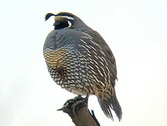 Animation Quail Wallpaper Picture
