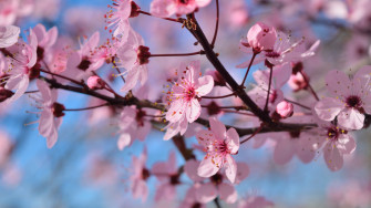 Spring Season Flowers 4k HD Wallpaper Image