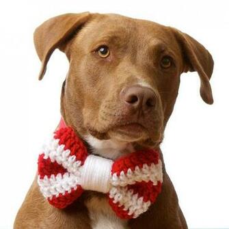 Wallpaper Christmas Pets iPad
