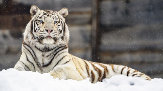 White Tiger 4k Ultra HD Wallpaper