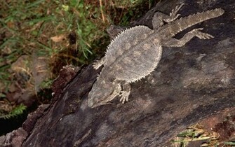 Bearded Dragon Computer Wallpaper Desktop Background