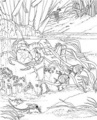 Printable Nature Coloring S For Adults
