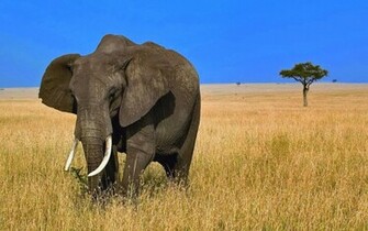 Elephants African
