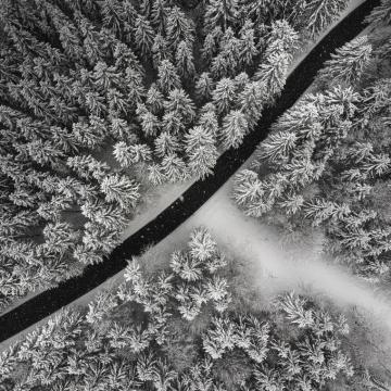4k Wallpaper Snow Pine Tree Teahub Io
