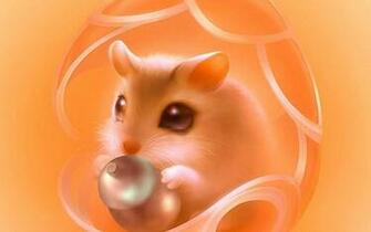 Hamster High Quality And Resolution Wallpaper On