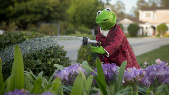 Sesame Street Kermit The Frog Flowers Muppets HD Wallpaper