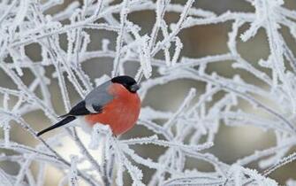 Beautiful Birds In Winter Wallpaper Cini Clips