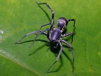 Unusual Spider Wallpaper
