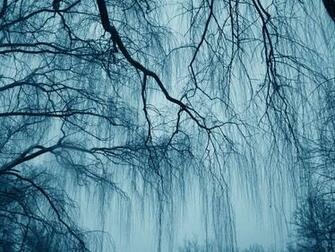 Weeping Willow Wallpaper