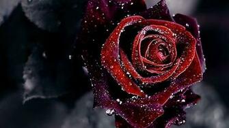 Red And Black Rose Wallpaper Gzsihai
