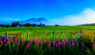 Fence Green Grass Flower Field Spring Earth Photography Wallpaper