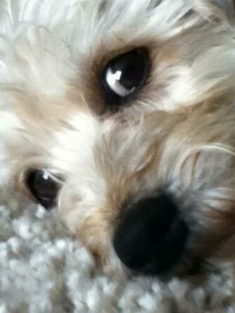 Max The Morkie Morkies Photo