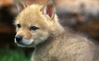 Cool Baby Fox Wallpaper