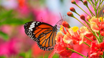 Butterfly Garden Wallpaper