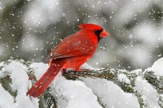 Red Birds In Snow Cardinal A Storm