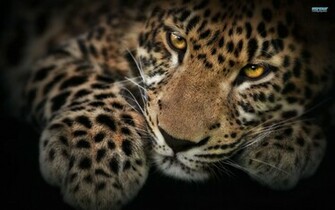 Leopard Print Pattern Background For