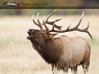 Wallpaper Elk Ii