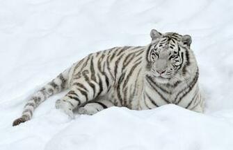 Wallpaper Tiger Predator Snow White Cats