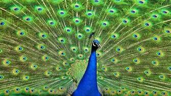 Beautiful Peacock Feather Wallpaper