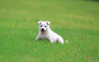 Baby Dog Wallpaper