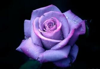 Flowers Pictures Wallpaper Red Roses
