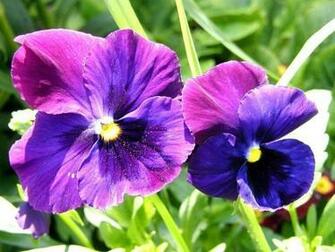 Purple Iris Wallpaper