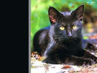 Wallpaper Cats Screensavers Cat Photographs