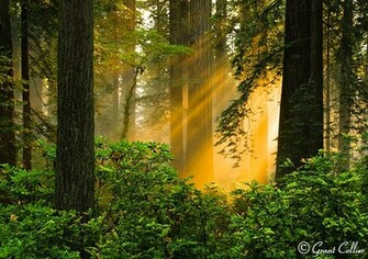 California Redwood Wallpaper And Photos