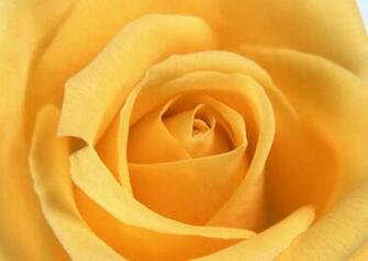 Rose Flower Wallpaper Android Apps On Google Play