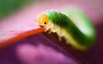 Insects HD Wallpaper Insect