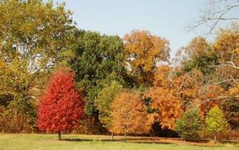 Autumn Forest