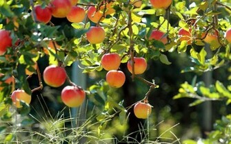Apple Tree Wallpaper Photography