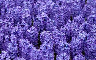 Hyacinth Wallpaper High Quality