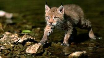 Qq Wallpaper Wild Cats Set