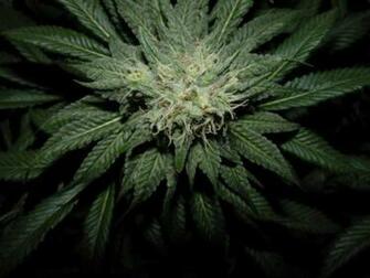 Cannabis Seeds Plaza Wallpaper