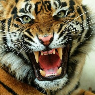 Angry Tiger Face Pictures Wallpaper Zone