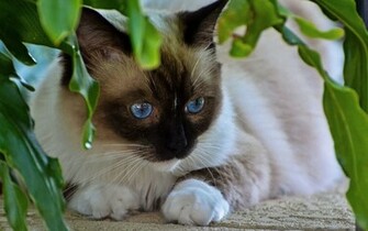 Cute Siamese Kittens Wallpaper Kitten Cat