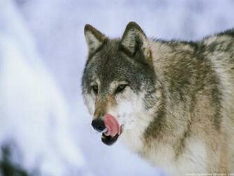 Cool Wolf Wallpaper