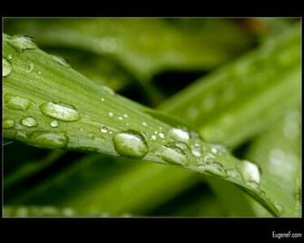 Flowers Nature Macro Green Photography Digital Background Wallpaper
